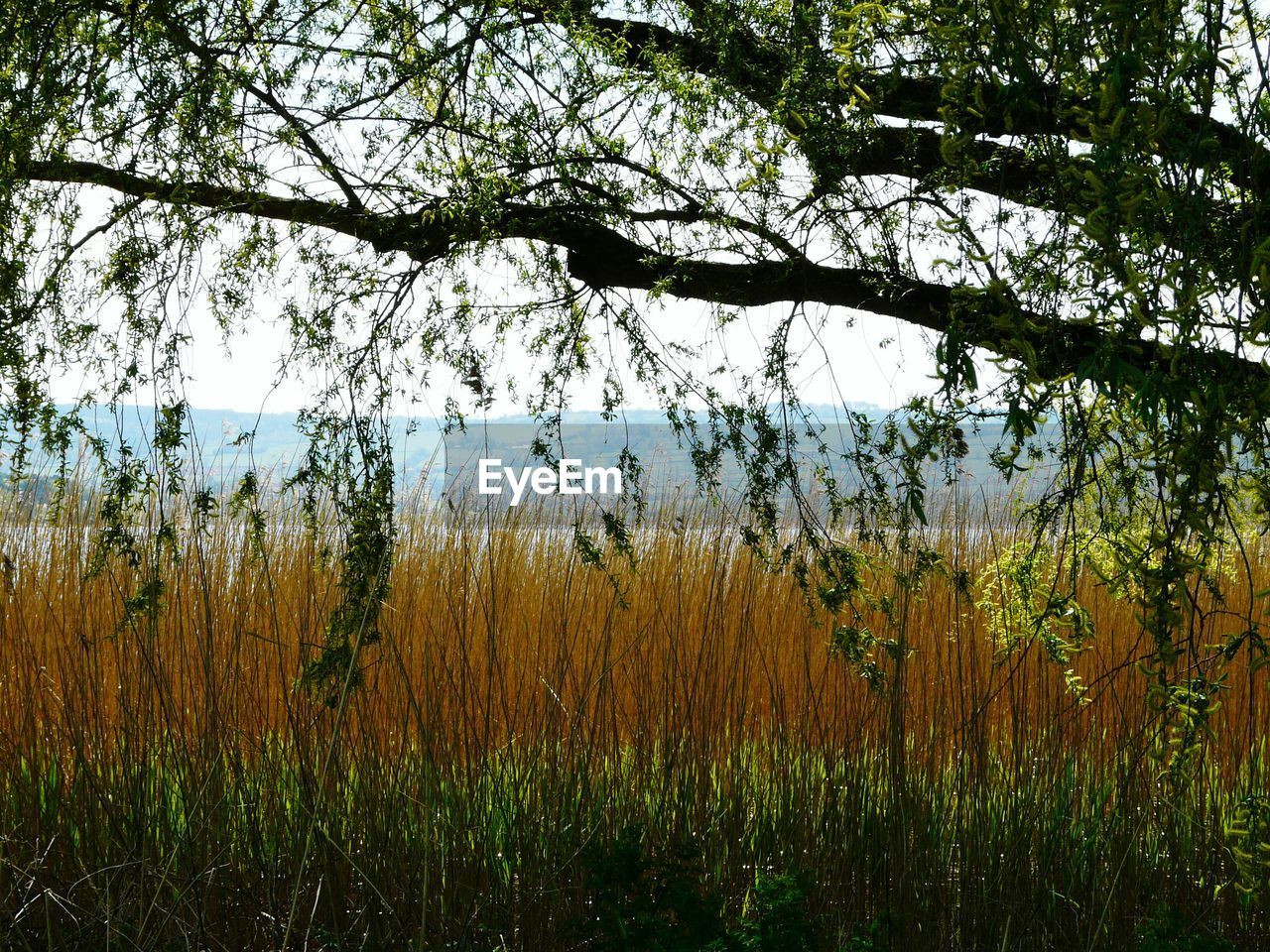 TREES ON FIELD