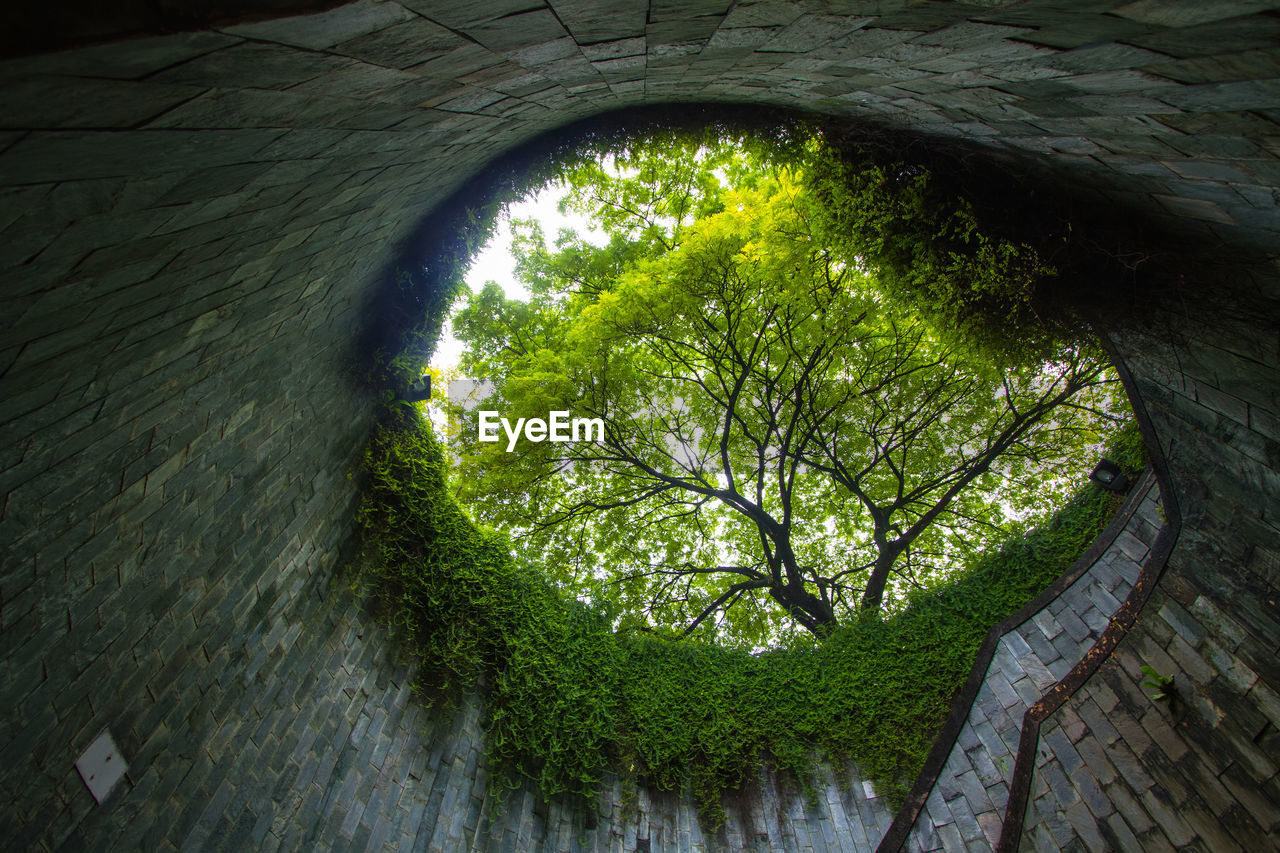 Fort canning park attraction, ant's eyes view from underground tunnel to big green trees 