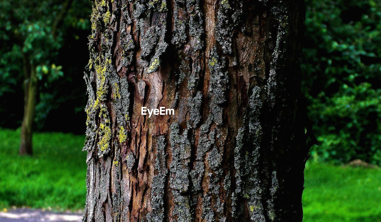 CLOSE-UP OF TREE TRUNK