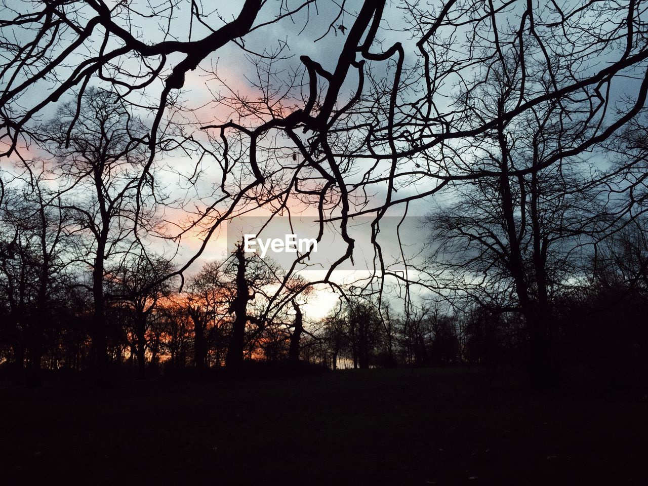 BARE TREES ON FIELD AT SUNSET