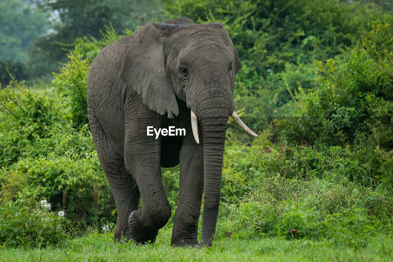 Elephant walking by trees in forest