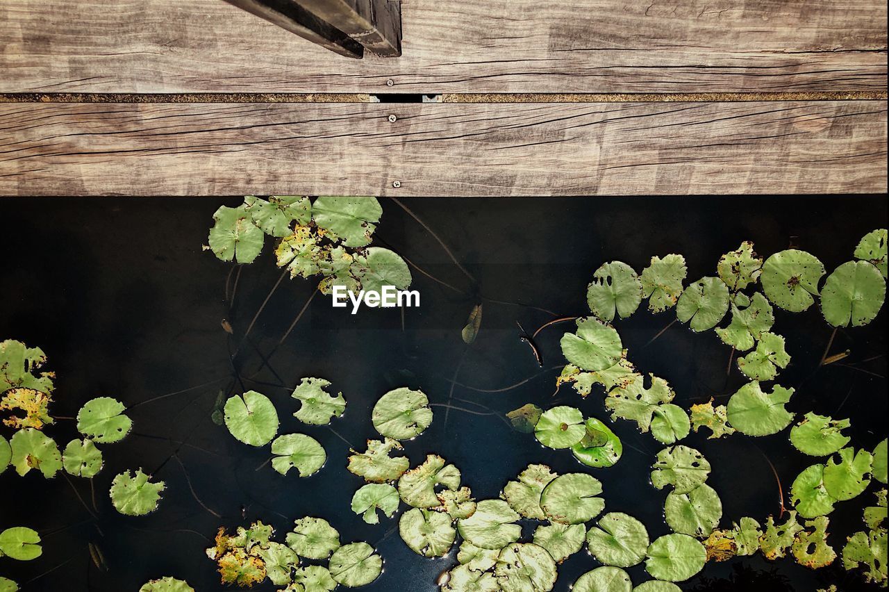 CLOSE-UP OF PLANTS AGAINST BLURRED WATER