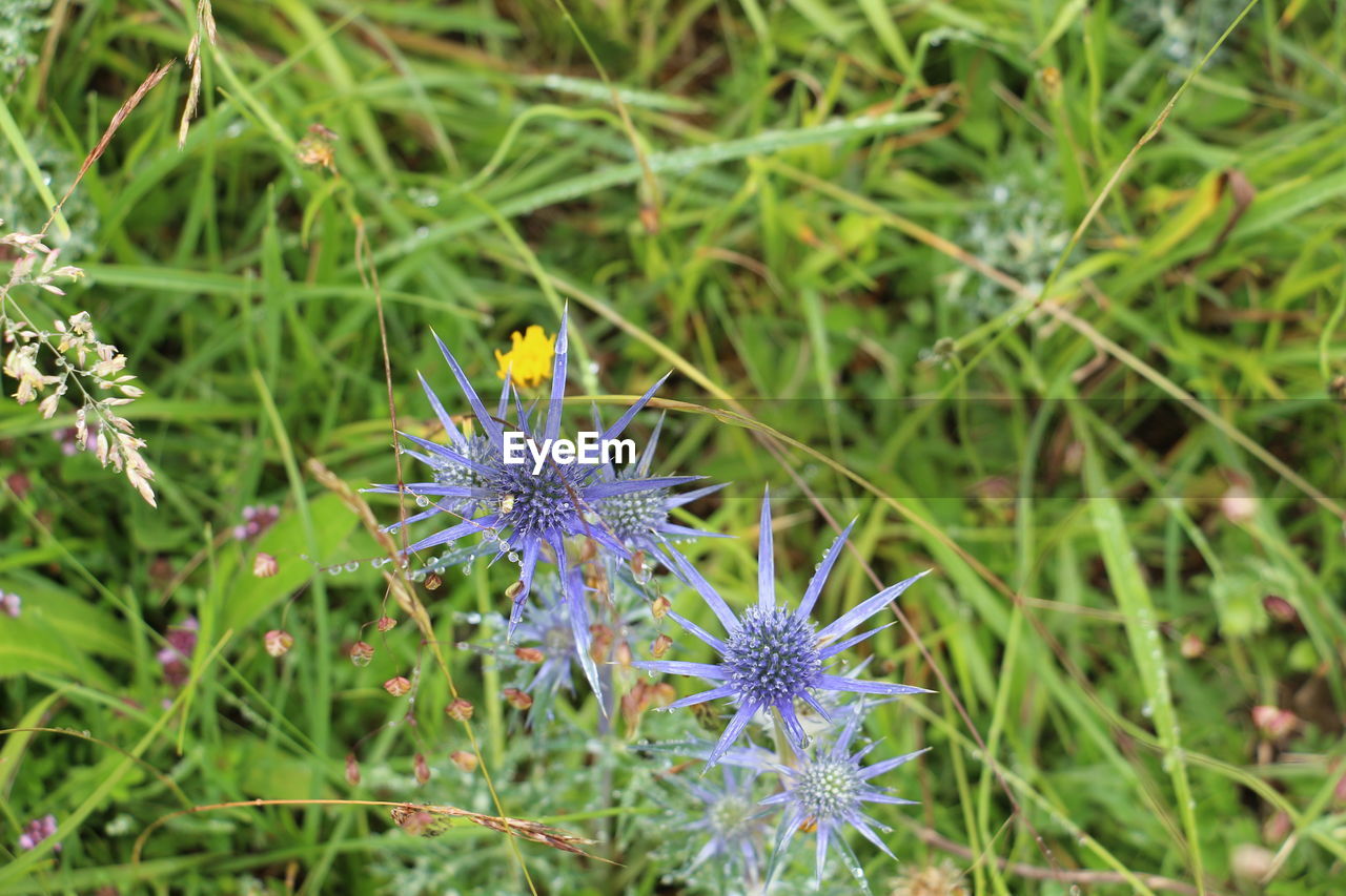 CLOSE-UP OF PURPLE DANDELION