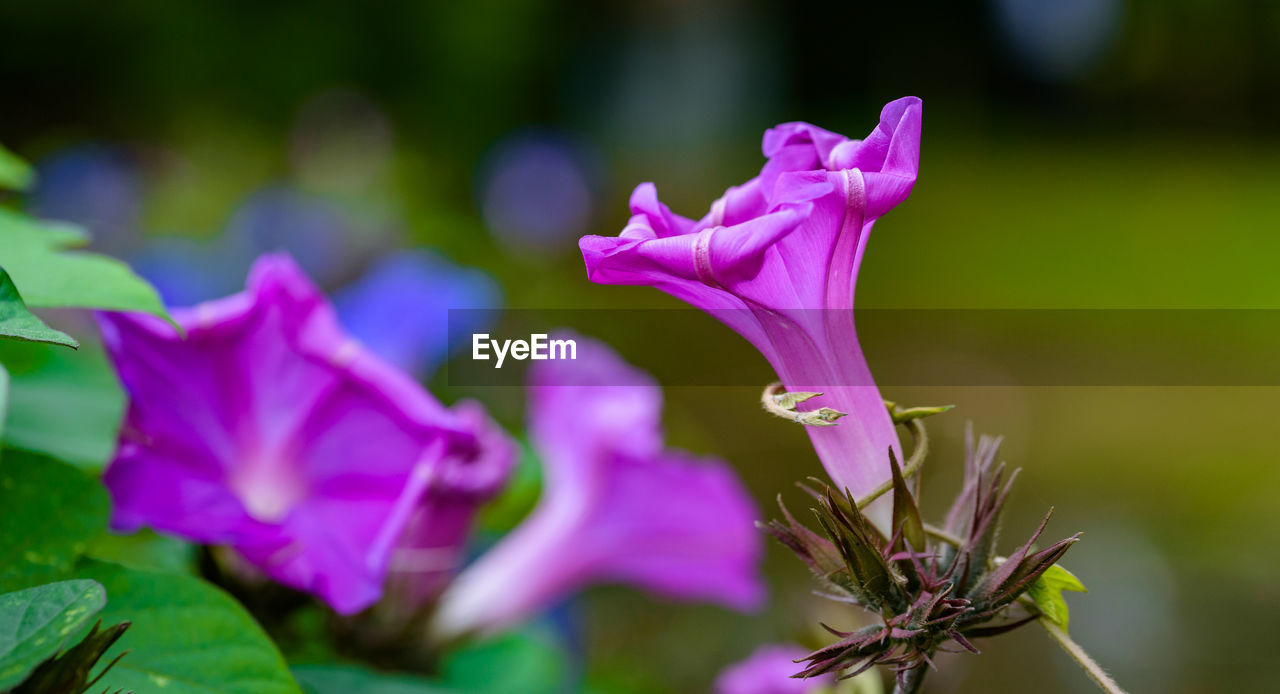 Close-up of pink iris flower