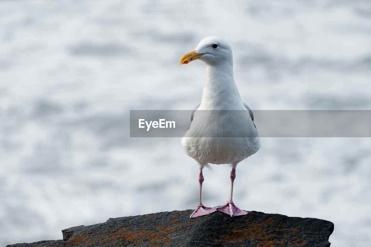 Close up portrait of a seagull perched on a rock