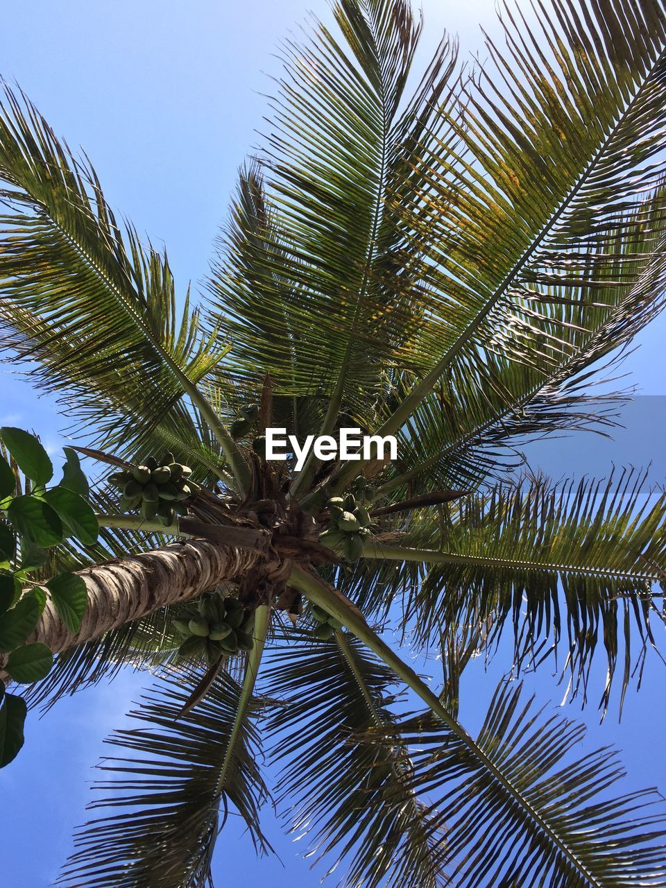 LOW ANGLE VIEW OF COCONUT PALM TREES AGAINST SKY