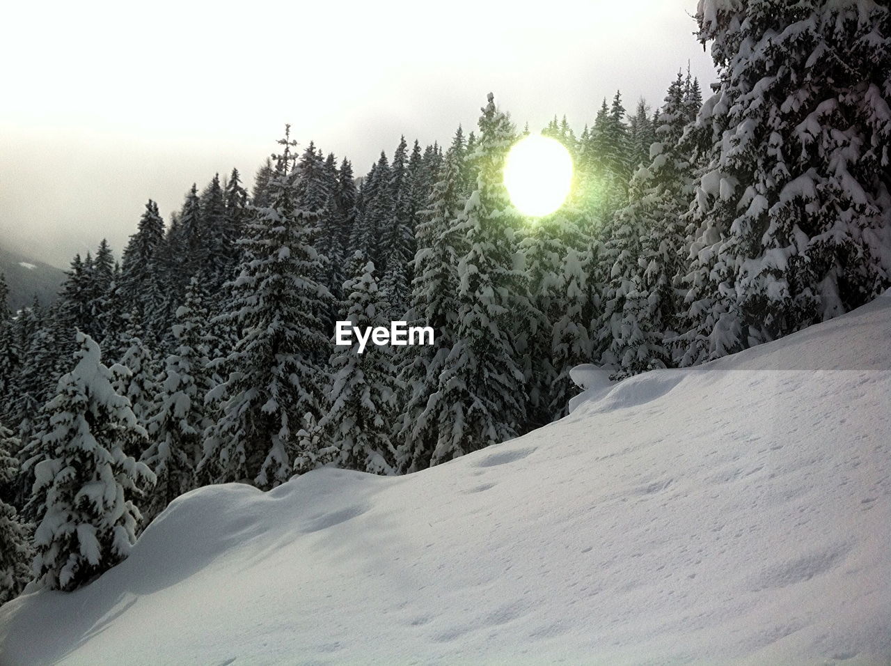 SNOW COVERED TREES IN FOREST