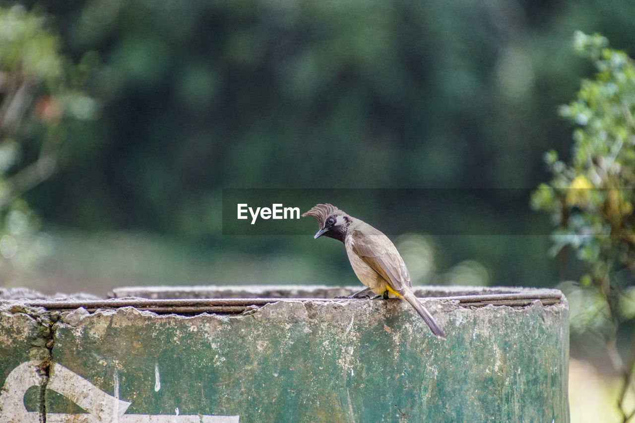 Close-up of bird perching on wood