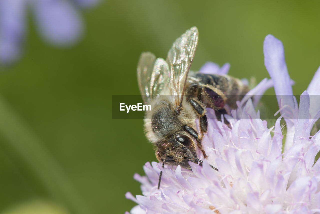 CLOSE-UP OF BEE ON PURPLE FLOWER