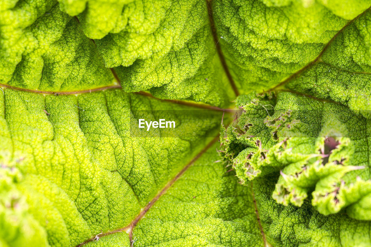 Full frame shot of fresh green leaf use for background