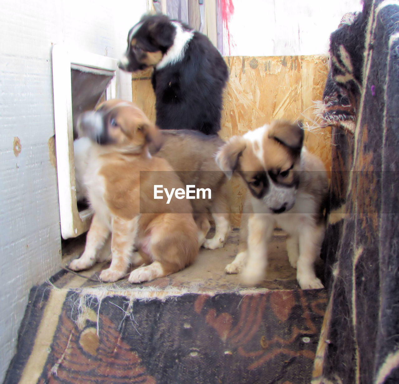 CLOSE-UP OF DOG IN PEN