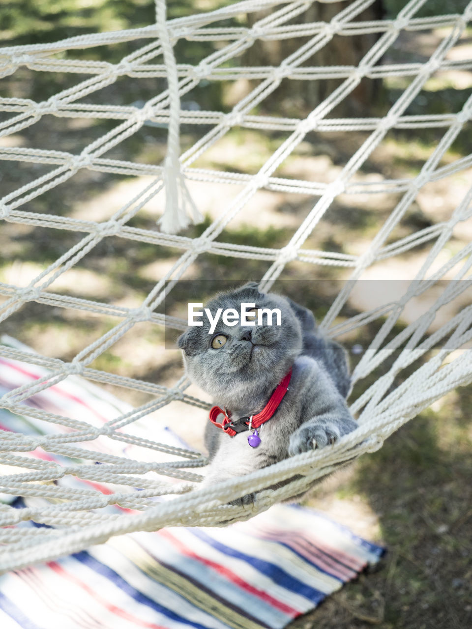 Cat relaxing outdoors on hammock