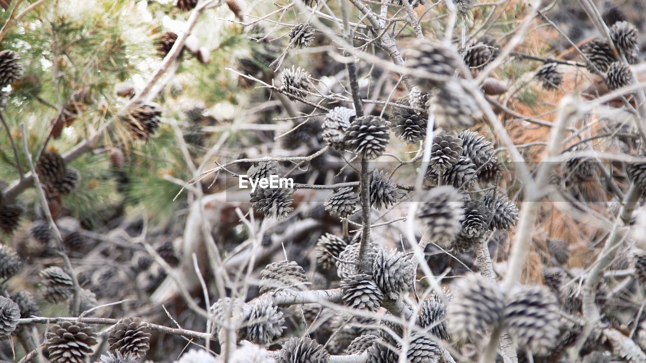 Close-up of plants in winter