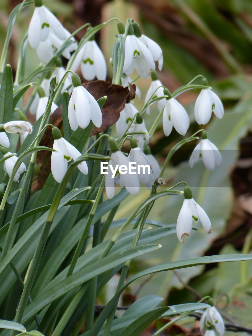 WHITE FLOWERS BLOOMING OUTDOORS