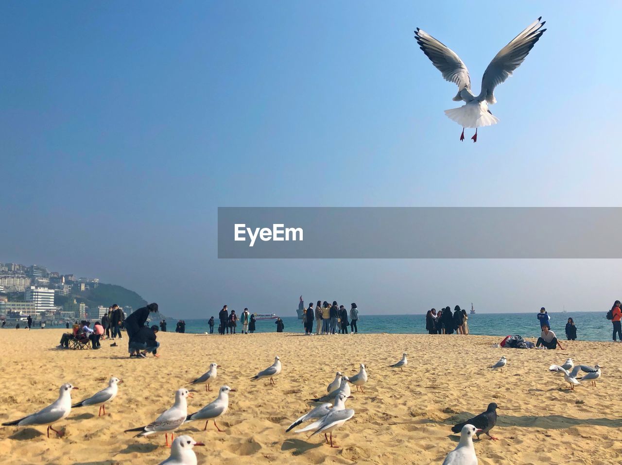 BIRDS FLYING OVER BEACH