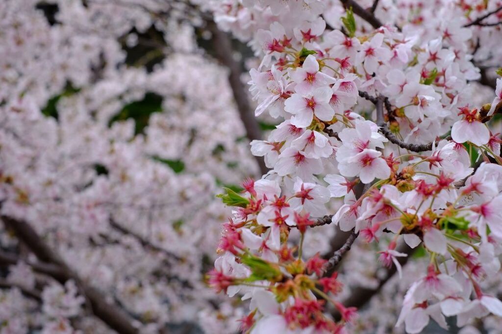 CLOSE-UP OF PINK FLOWERS BLOOMING ON TREE