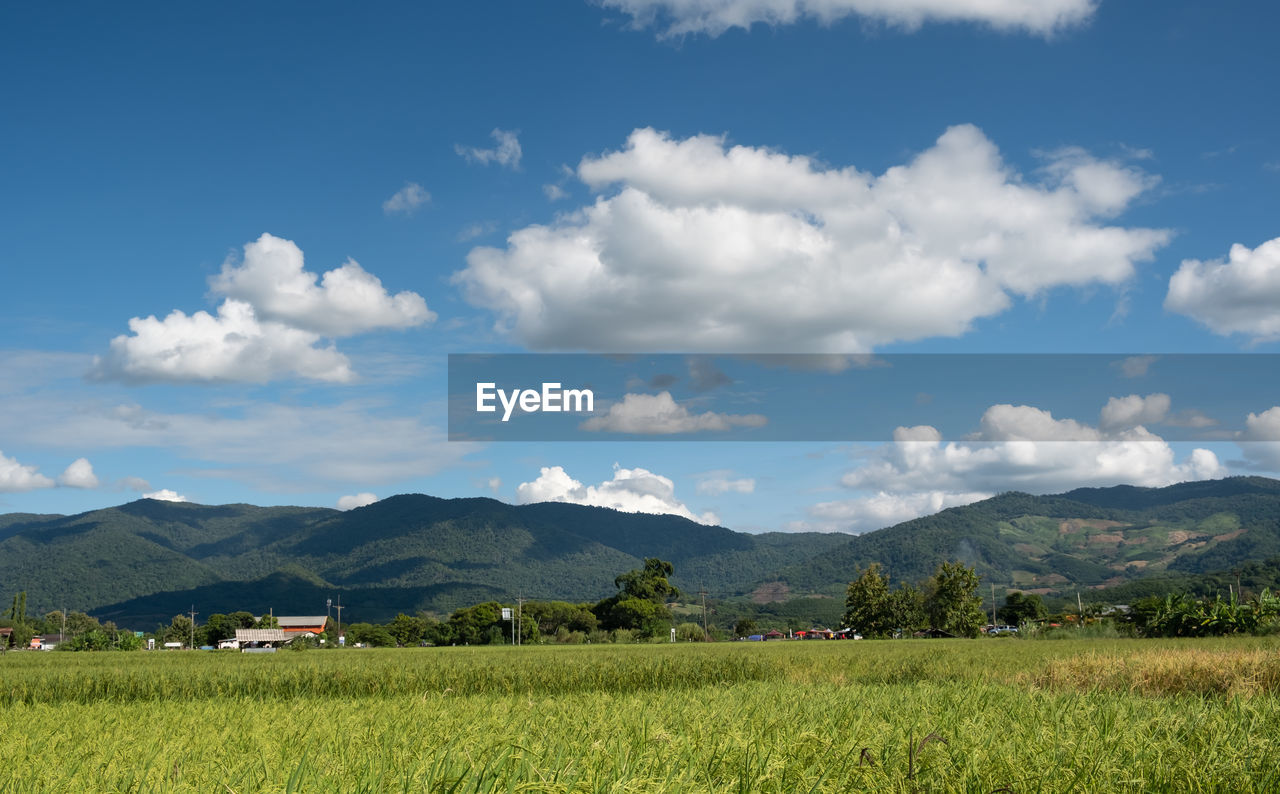 SCENIC VIEW OF VINEYARD AGAINST SKY