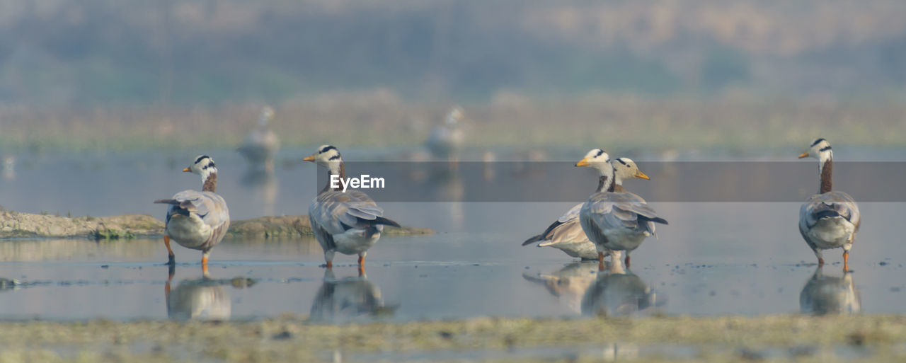 animal wildlife, animal themes, wildlife, animal, bird, group of animals, water, nature, no people, reflection, large group of animals, lake, wetland, day, bird migration, natural environment, outdoors, animal migration, selective focus, beauty in nature