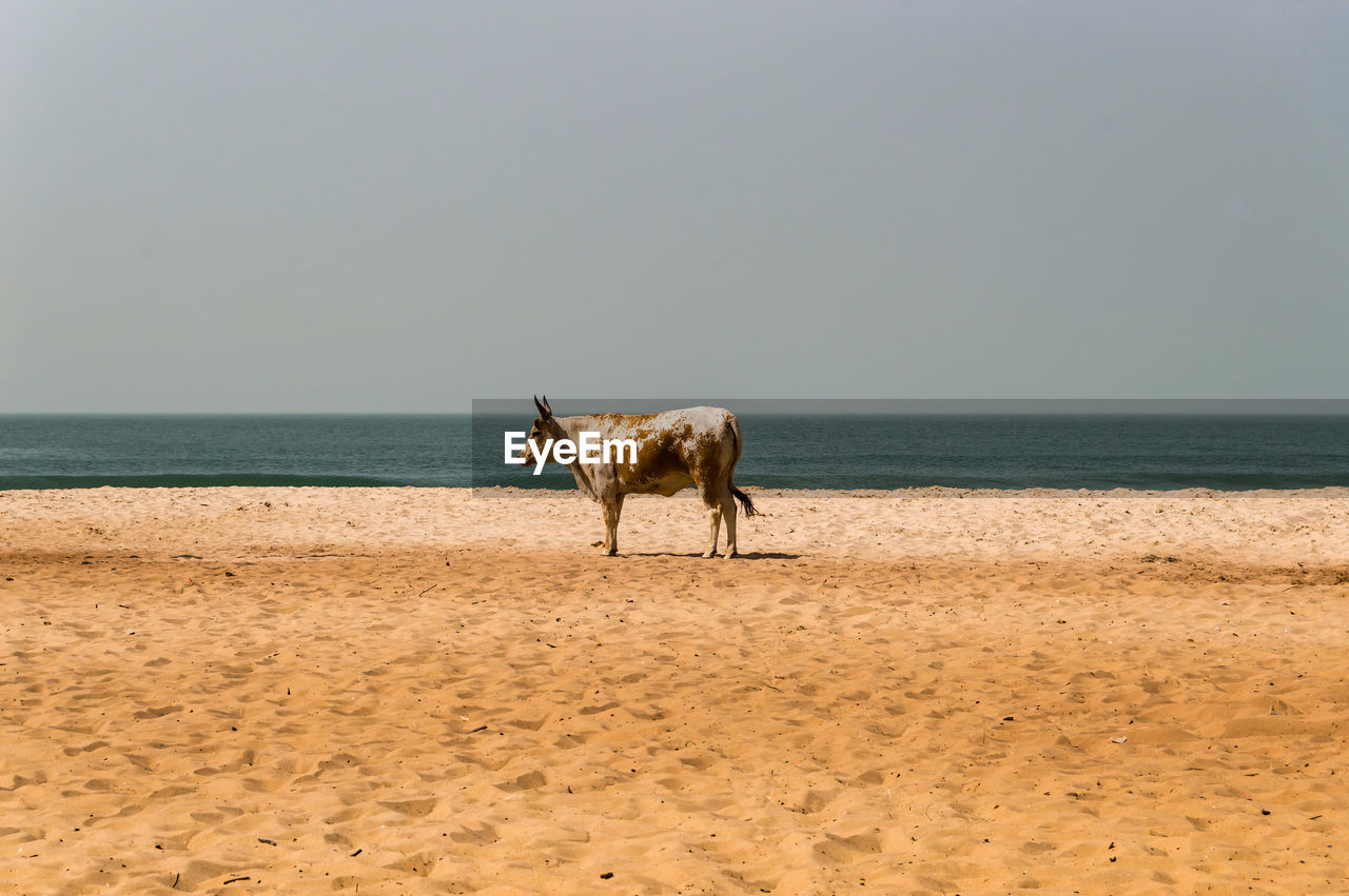 Bull on the beach in the town of bijilo in western gambia in africa