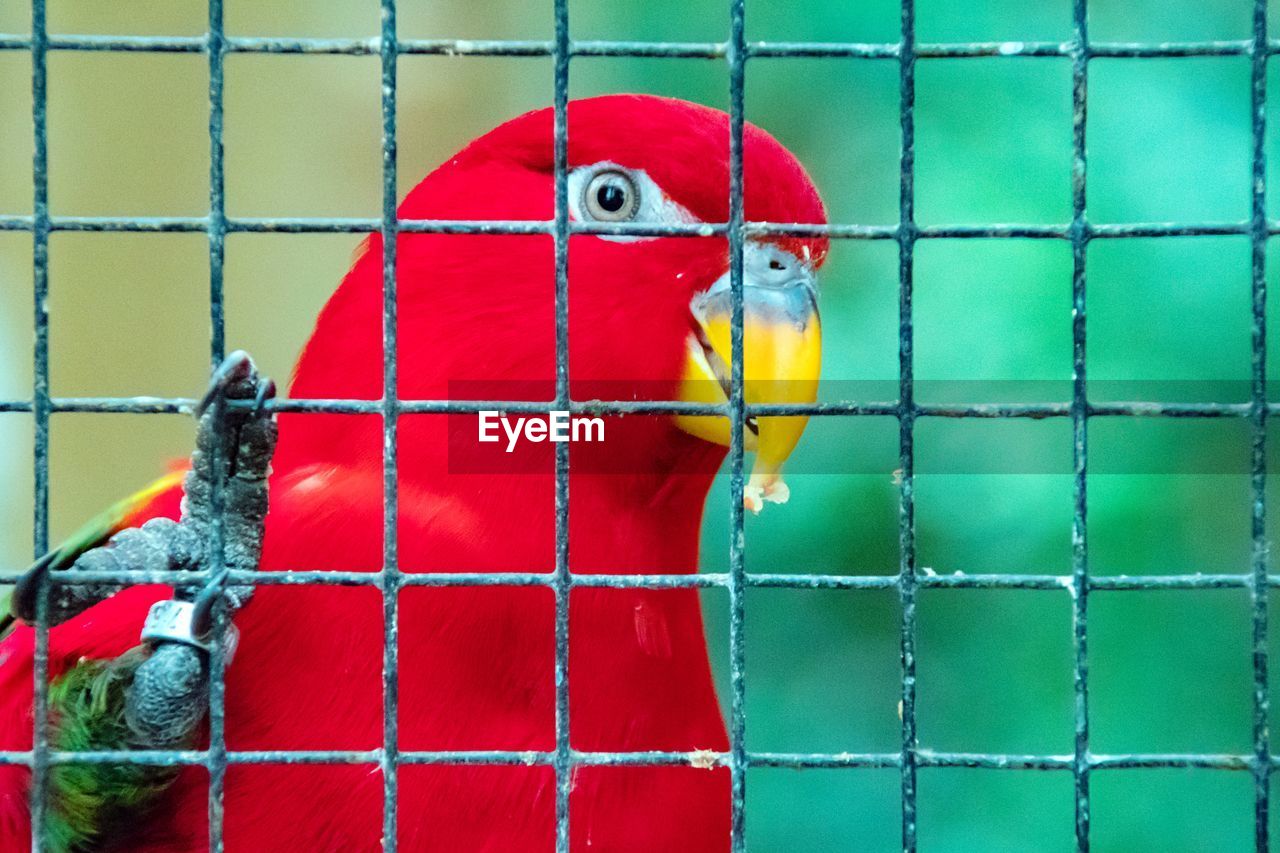 Close-up of parrot perching in cage