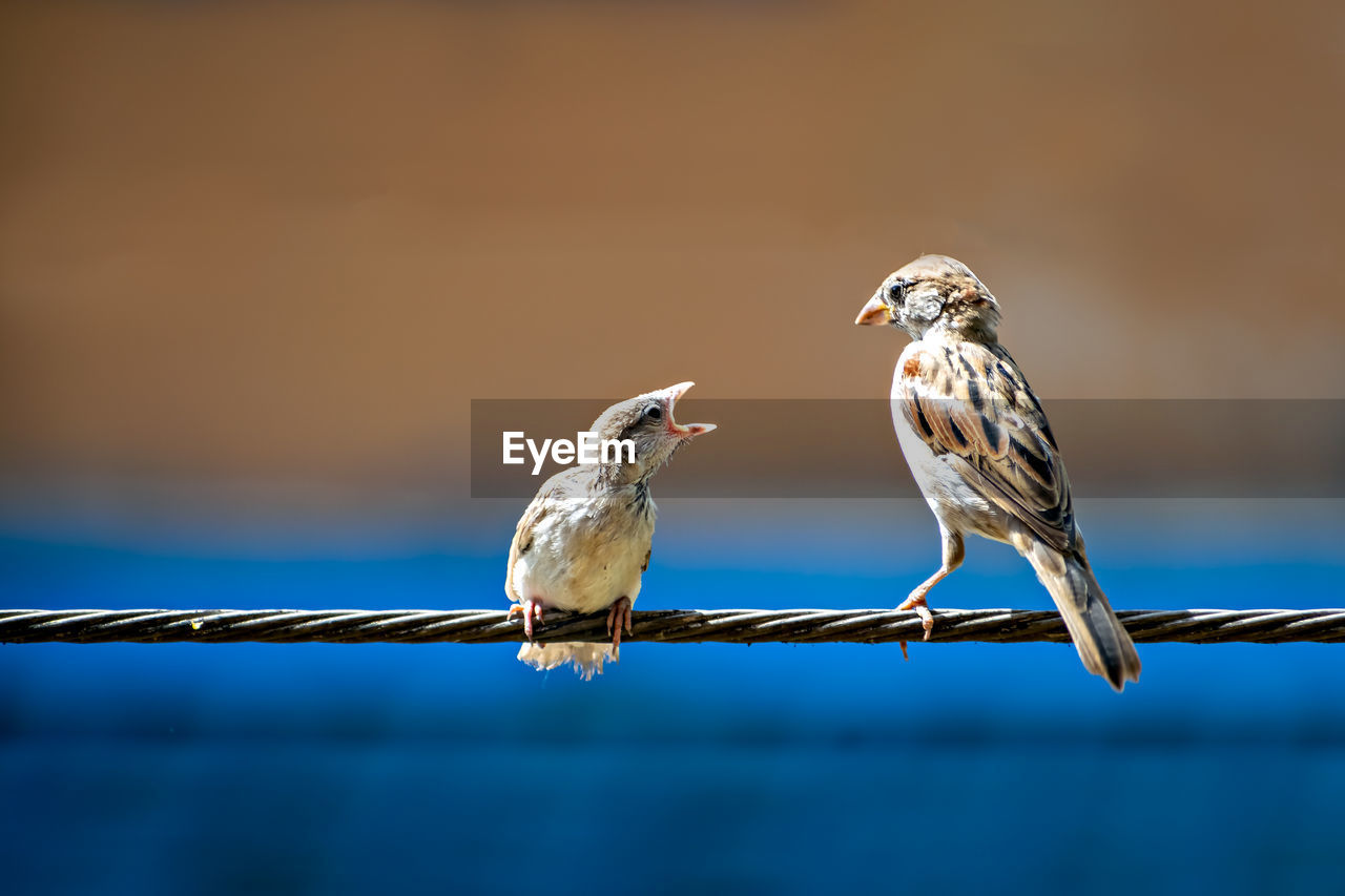 Newly born, hungry baby sparrow barely balancing on wire being fed with food from parents.