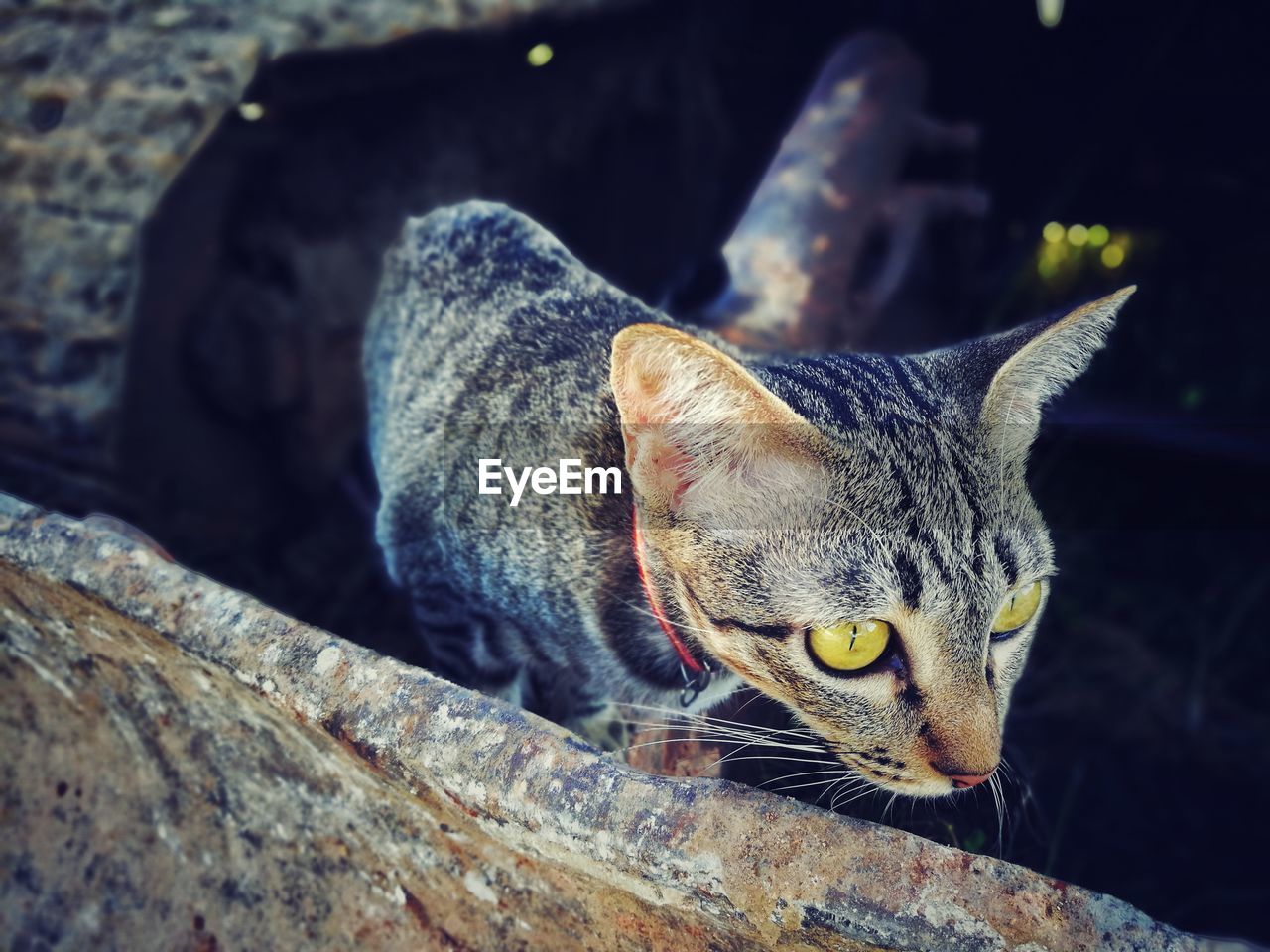 Close-up portrait of cat sitting outdoors