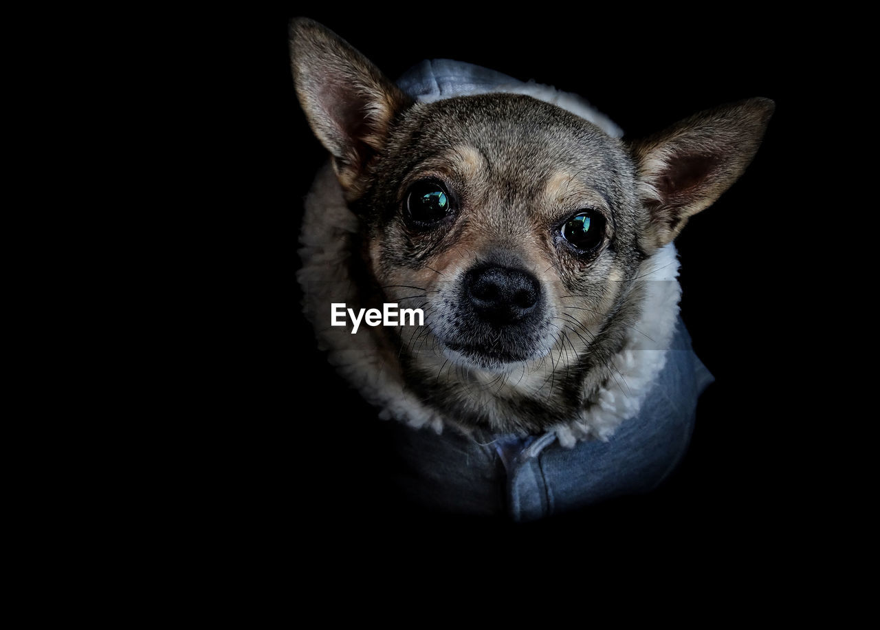 Portrait of dog in pet clothing against black background
