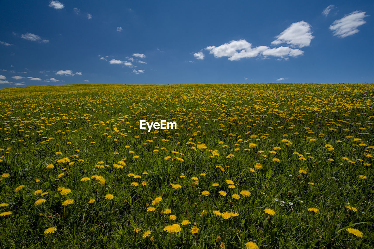 SCENIC VIEW OF YELLOW FLOWERS GROWING ON FIELD