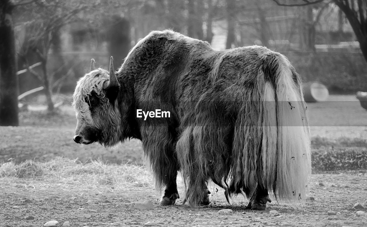 VIEW OF A HORSE IN THE FIELD