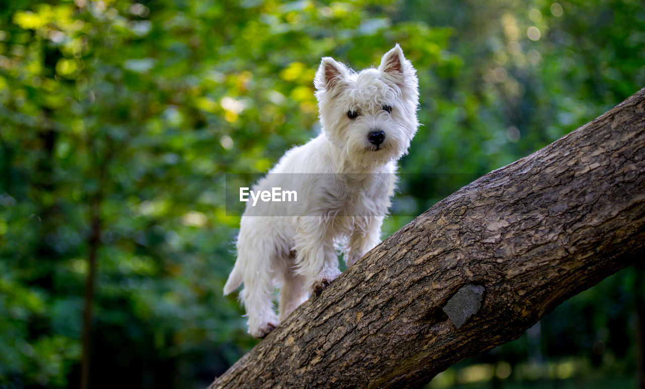 Low angle portrait of dog standing on tree