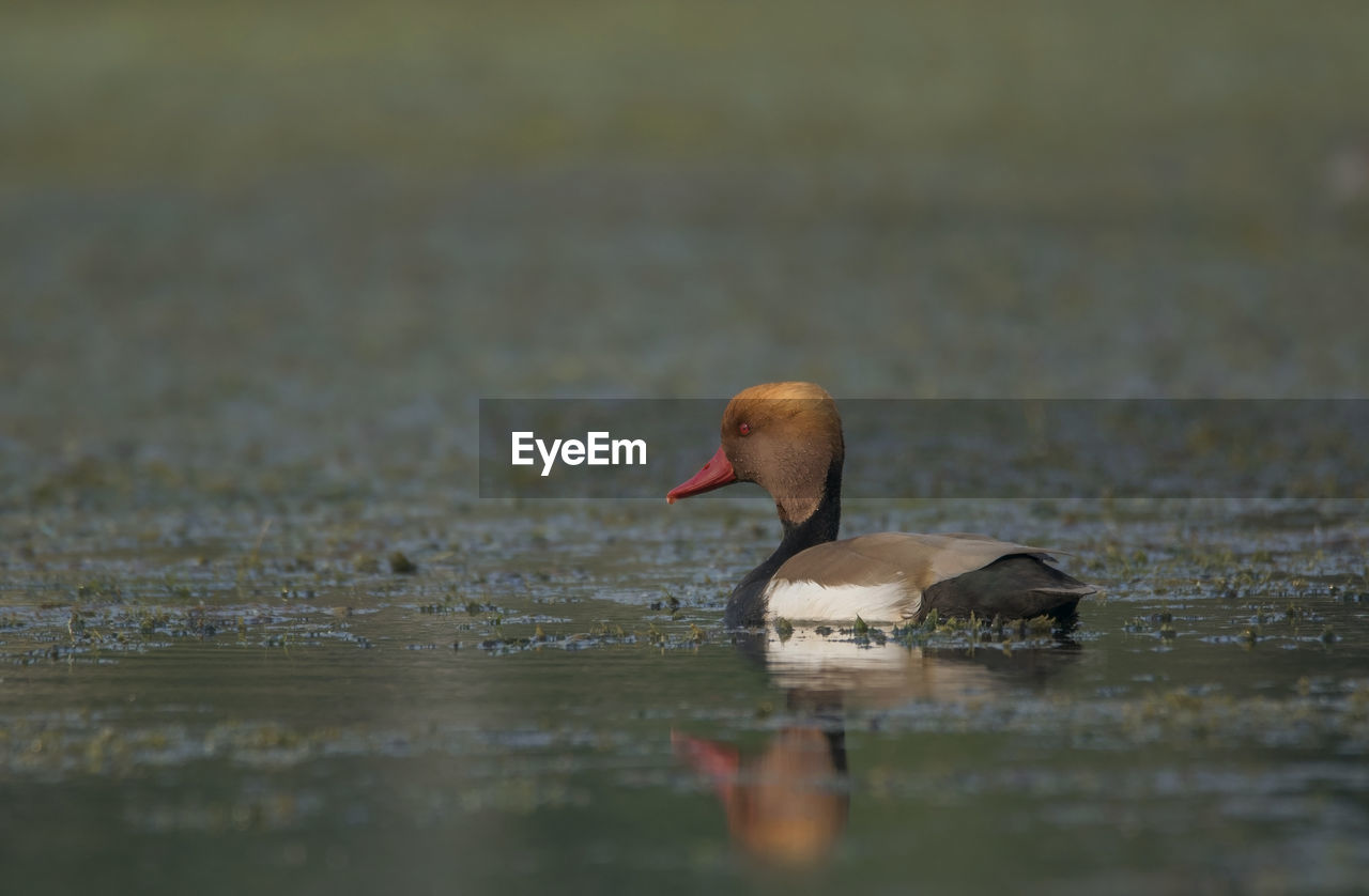 Duck swimming in lake