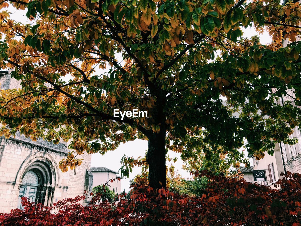 LOW ANGLE VIEW OF TREE AND CHURCH