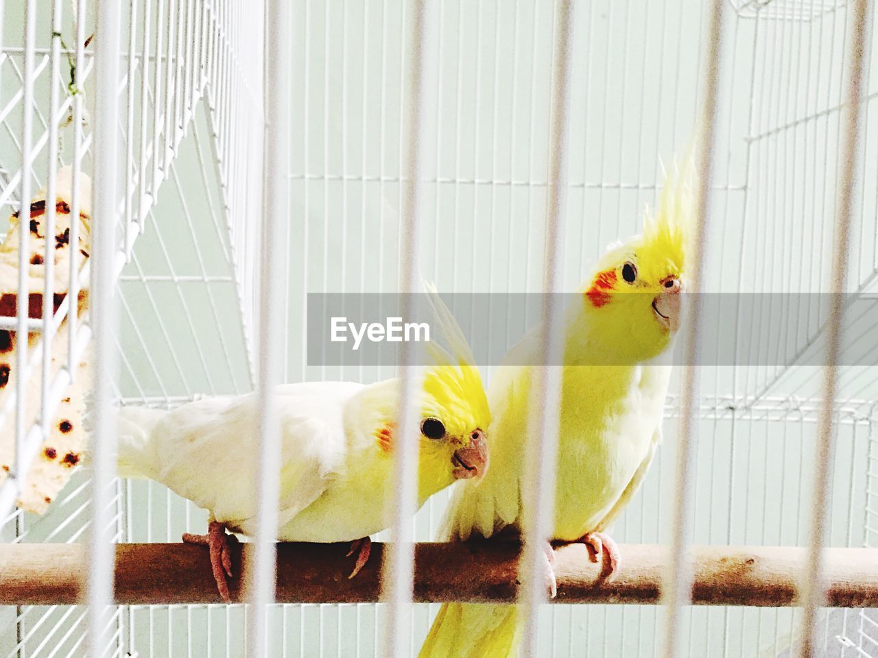 Close-up of birds perching on wood in cage