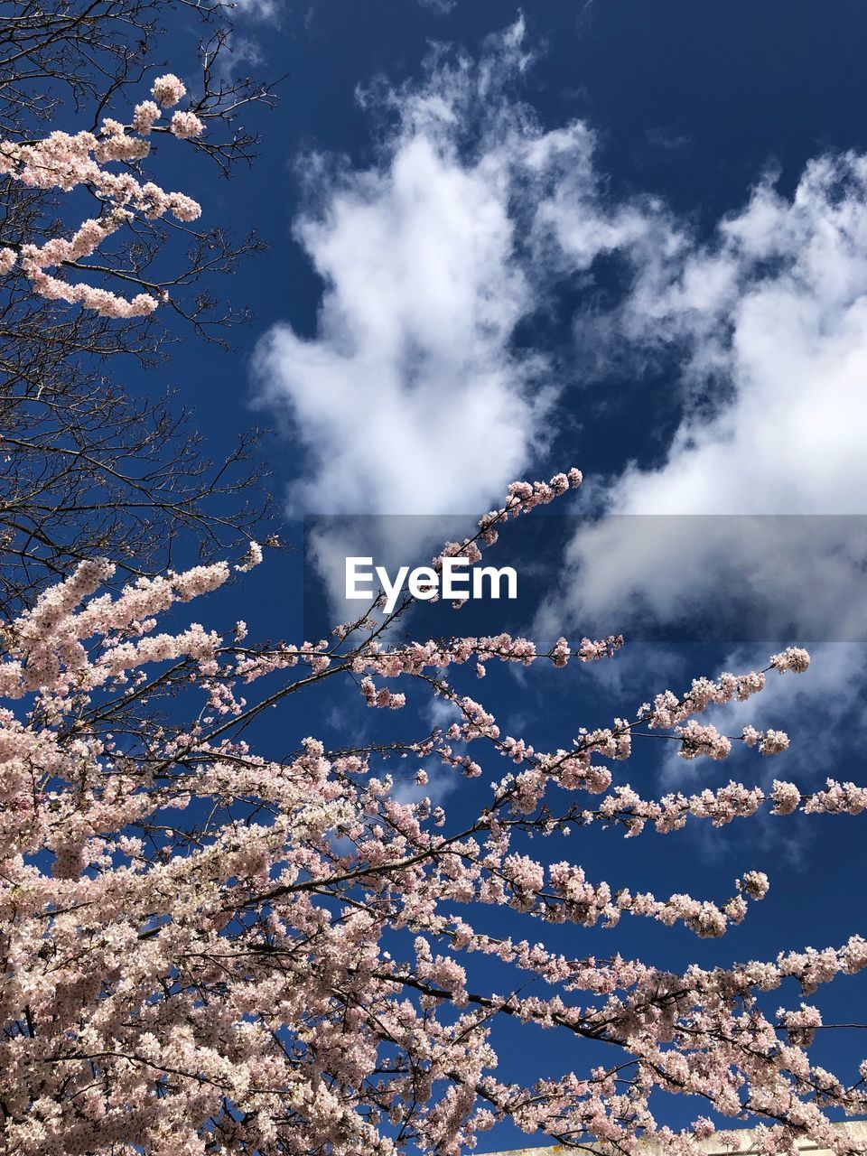 LOW ANGLE VIEW OF TREE AGAINST BLUE SKY