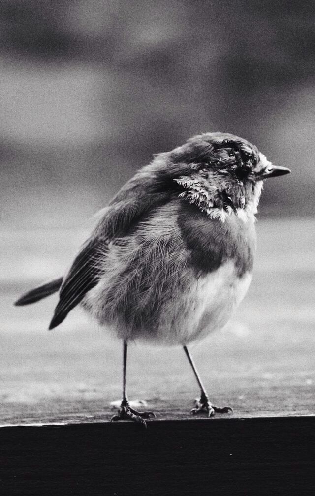 CLOSE-UP OF TWO BIRDS PERCHING ON RAILING