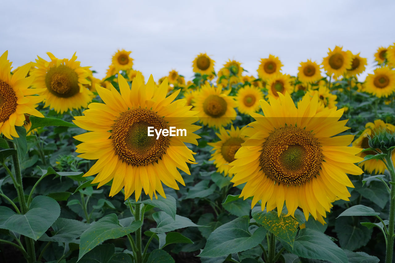 CLOSE-UP OF YELLOW FLOWERING PLANTS