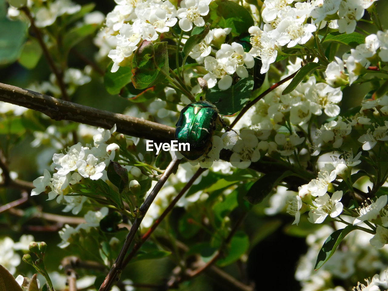 CLOSE-UP OF SMALL WHITE FLOWERS ON PLANT