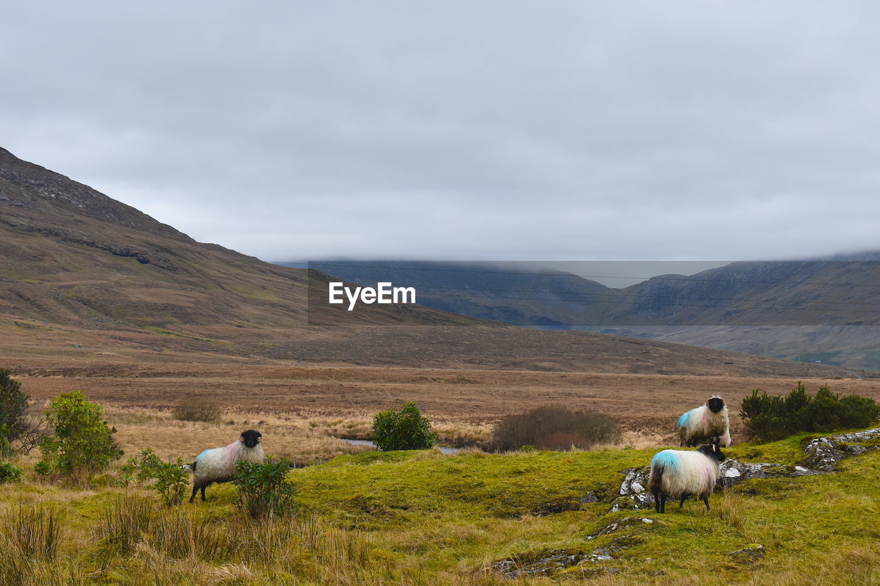 SHEEP ON A FIELD