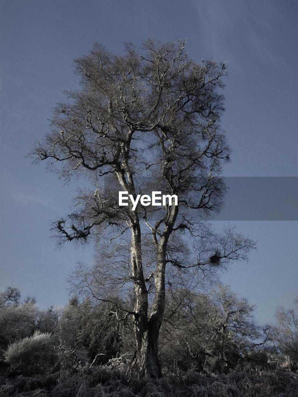 LOW ANGLE VIEW OF TREE AGAINST THE SKY