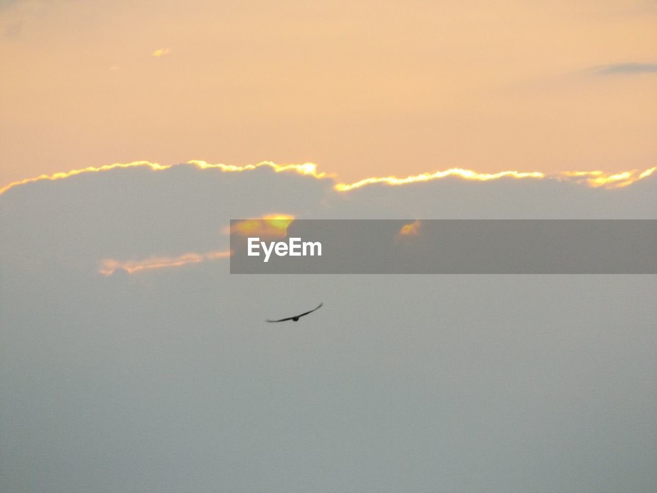 LOW ANGLE VIEW OF BIRD FLYING IN SKY AT SUNSET