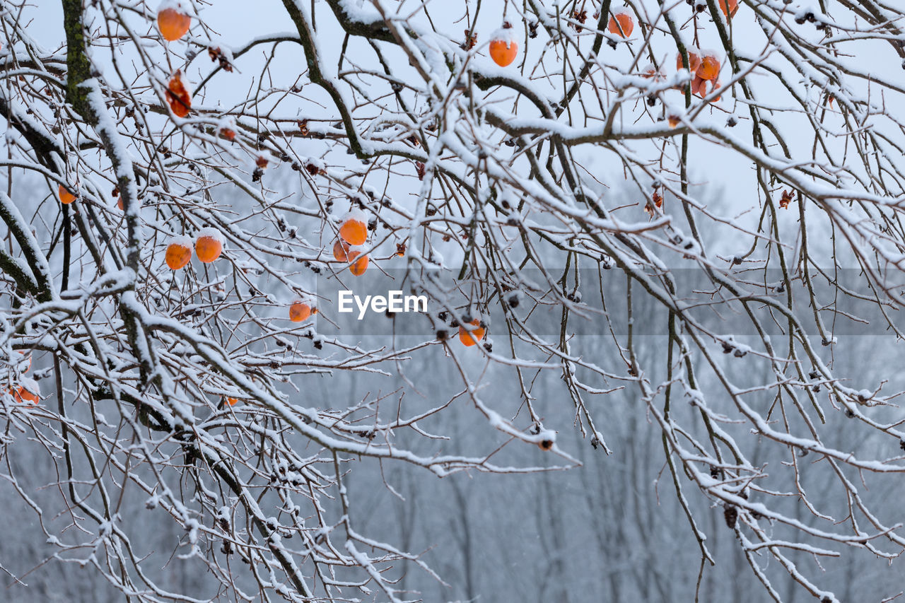 CLOSE-UP OF FROZEN BARE TREE