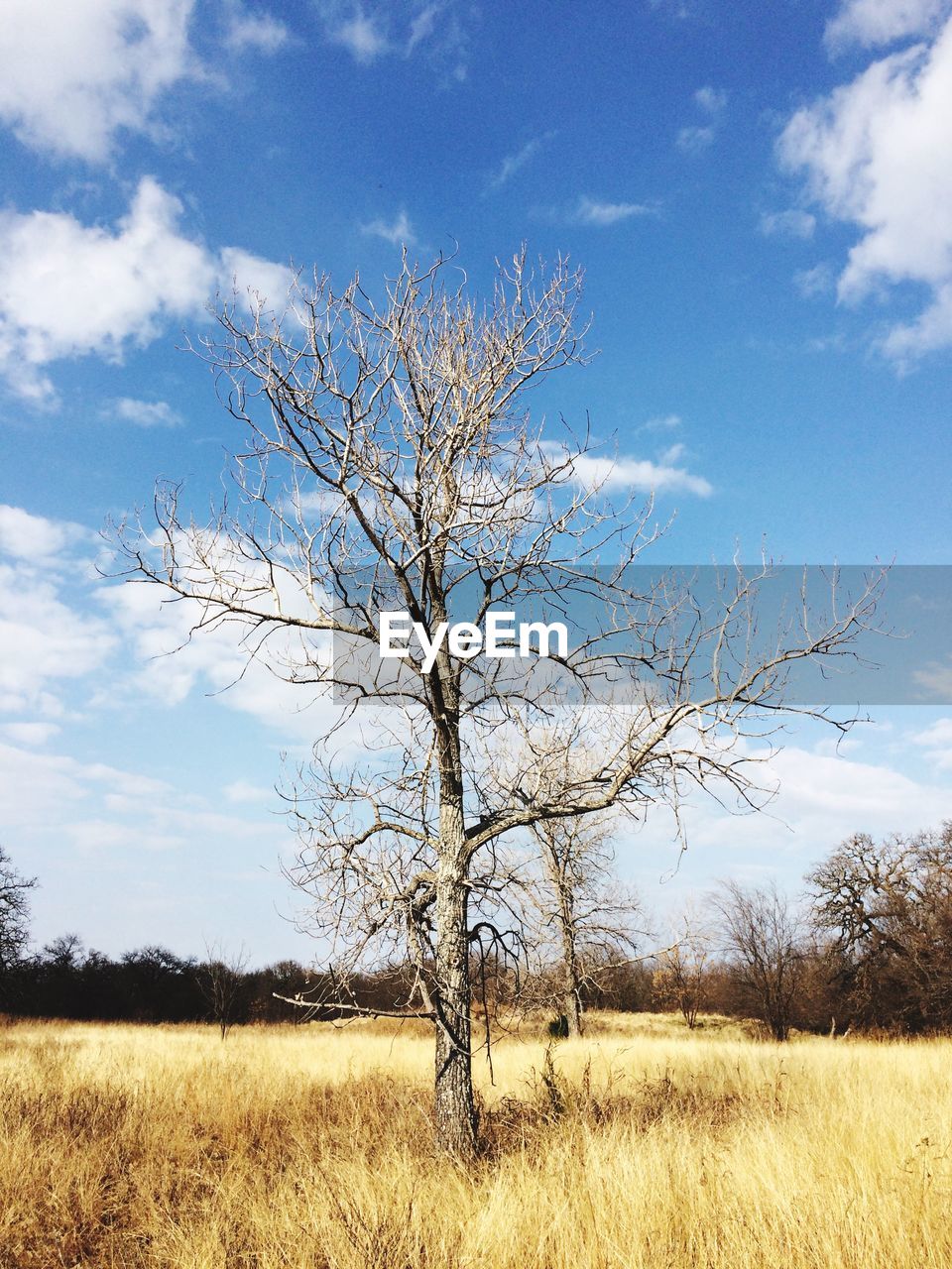 SINGLE TREE ON FIELD AGAINST SKY