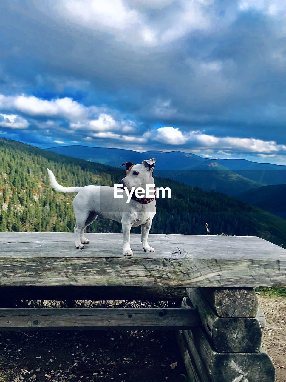 DOG STANDING IN A MOUNTAIN