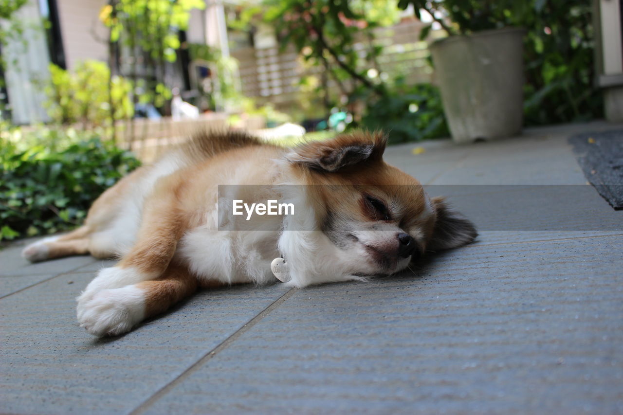 PORTRAIT OF DOG LYING ON FLOOR