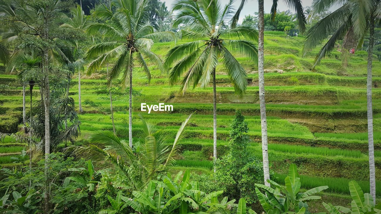 Scenic view of rice field