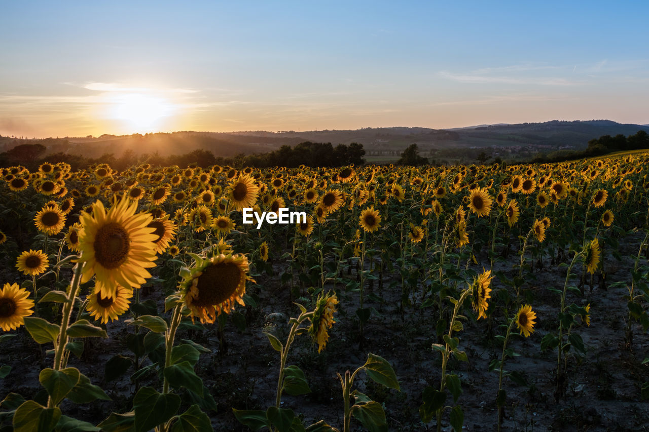 Scenic view of sunflower field against sky during sunset