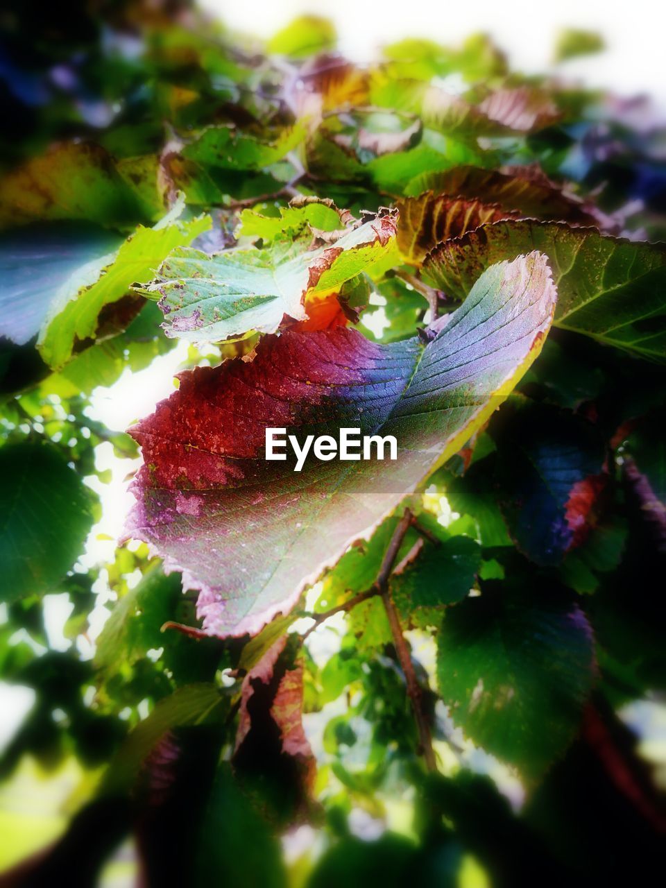 CLOSE-UP OF PLANT
