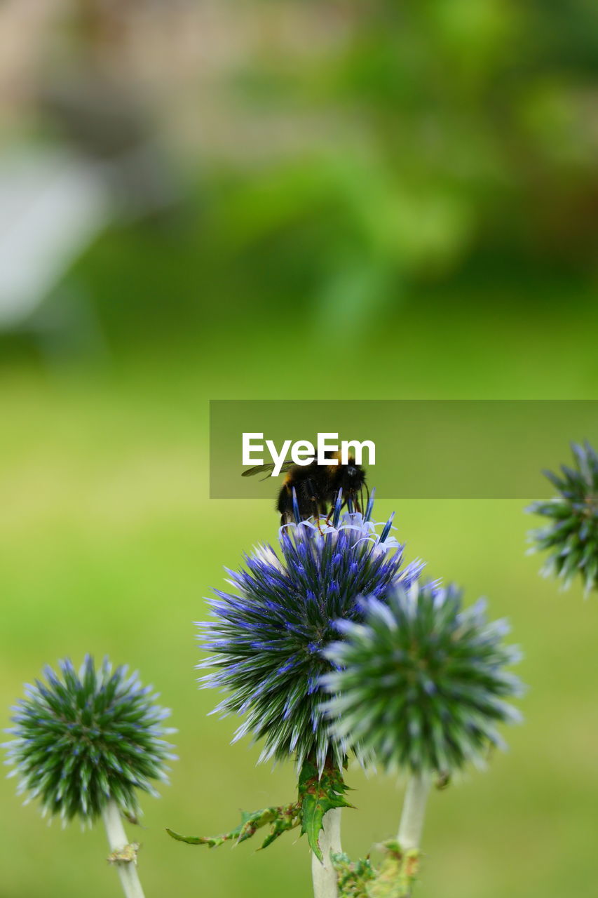 insect, animal wildlife, animal themes, animal, plant, wildlife, one animal, beauty in nature, flower, close-up, flowering plant, nature, bee, freshness, green, focus on foreground, macro photography, no people, pollination, fragility, growth, flower head, honey bee, wildflower, day, petal, outdoors, macro, thistle