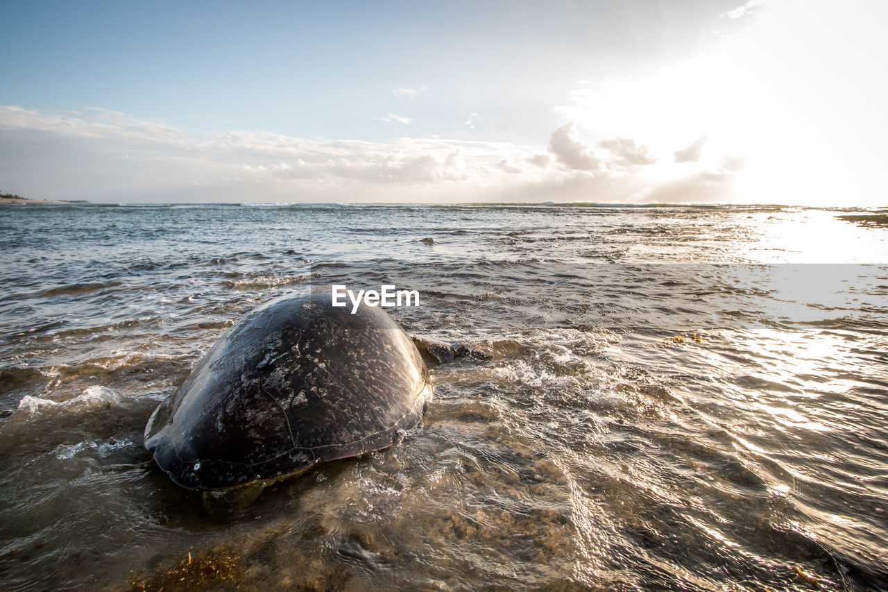 VIEW OF TURTLE IN SEA