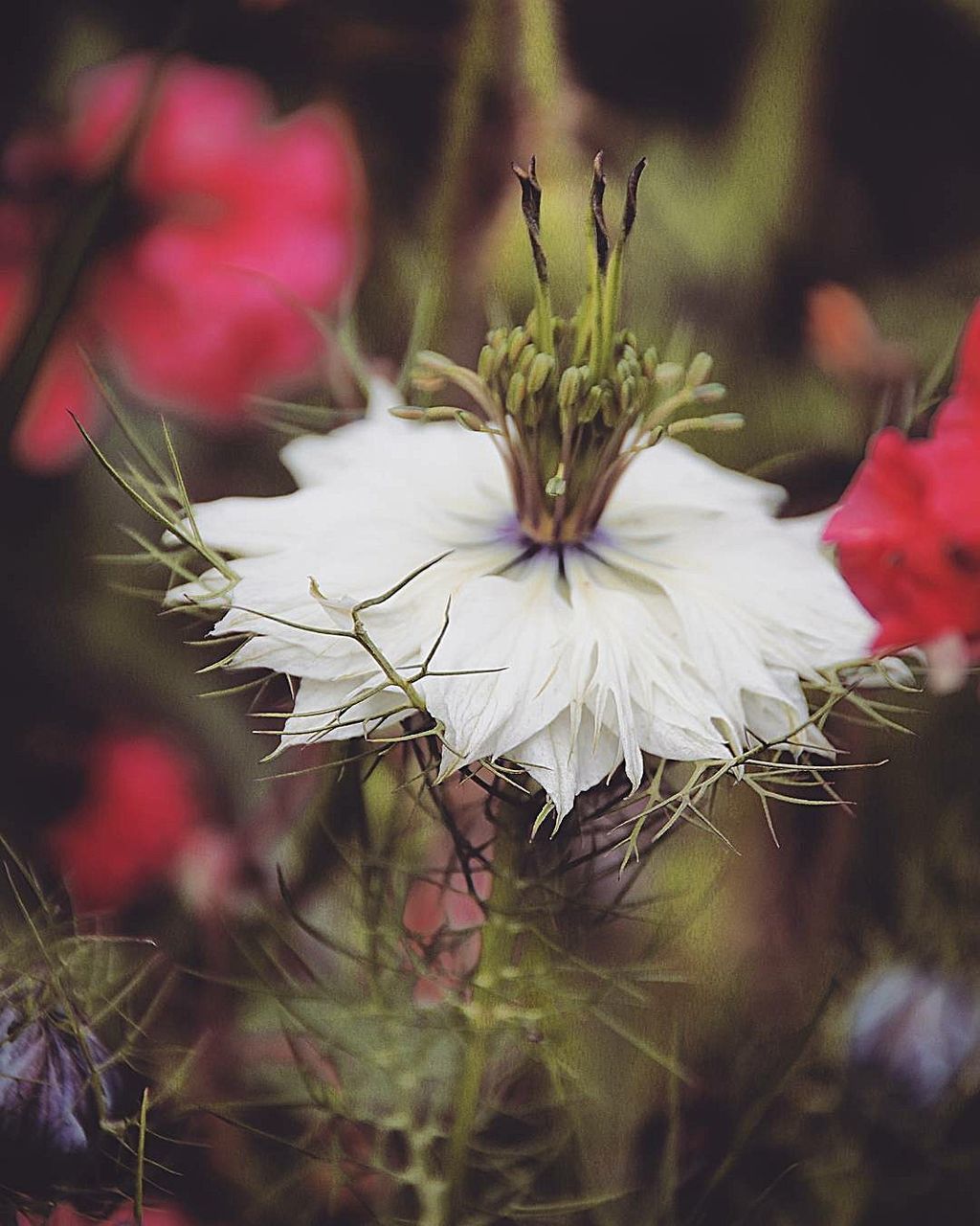 Close-up of flowers blooming outdoors